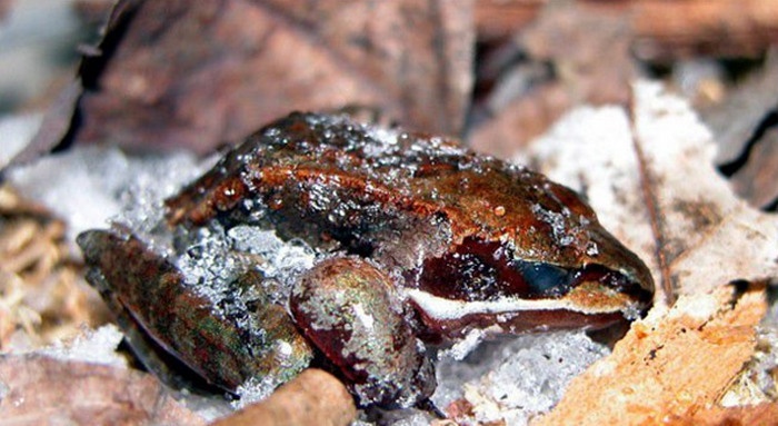 10 Organisme atau Makhluk Hidup yang Mampu Bertahan Hidup Di Tengah Kondisi Esktrem, Wood Frog Freezing, Kodok Kayu