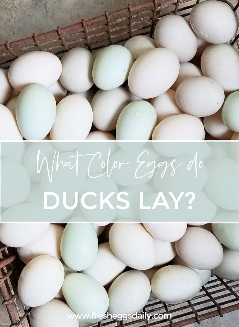 What Color Eggs Do Ducks Lay? Fresh Eggs Daily® with Lisa Steele