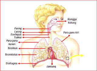 soal ujian nasional sd