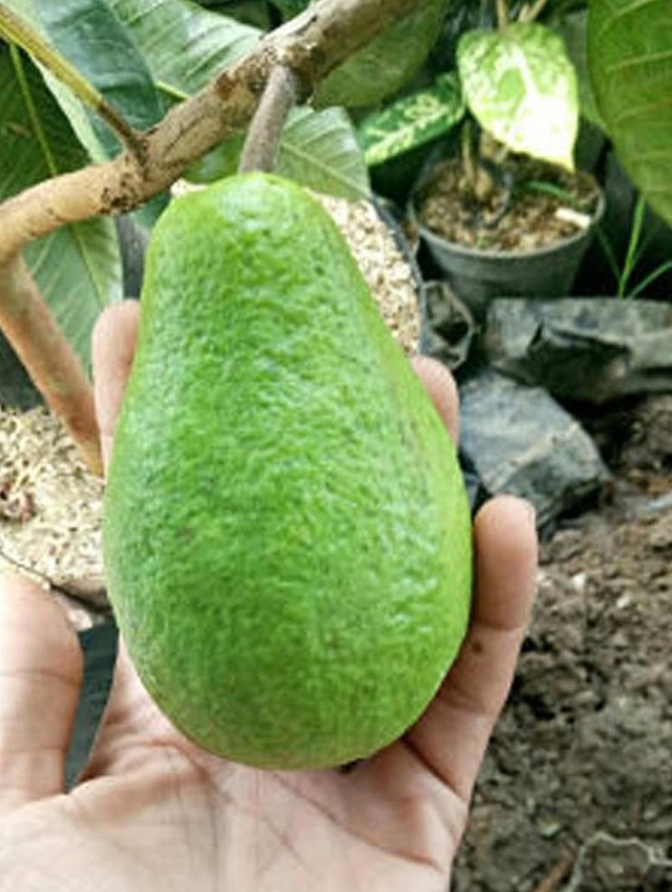 bibit tanaman jambu biji alpukat benih buah unik Kalimantan Barat