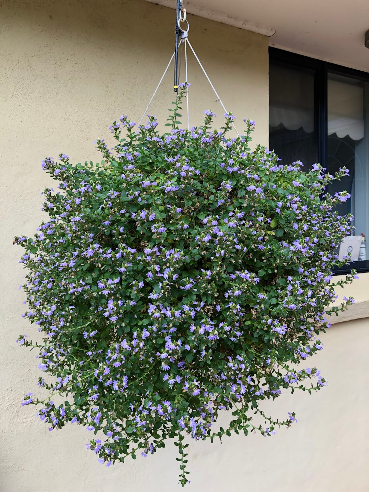 Try growing local natives in hanging baskets Growing Illawarra Natives