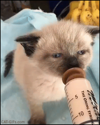 Cute Kiten GIF • Tiny kitty drinking milk from her syringe doing funny ear wiggles Cute Kiten GIF • Tiny kitty drinking milk from her syringe doing funny ear wiggles