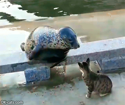 Crazy Cat GIF • Brave cat showing seal who is the boss *SLAP* Knockout! haha [ok-cats.com]