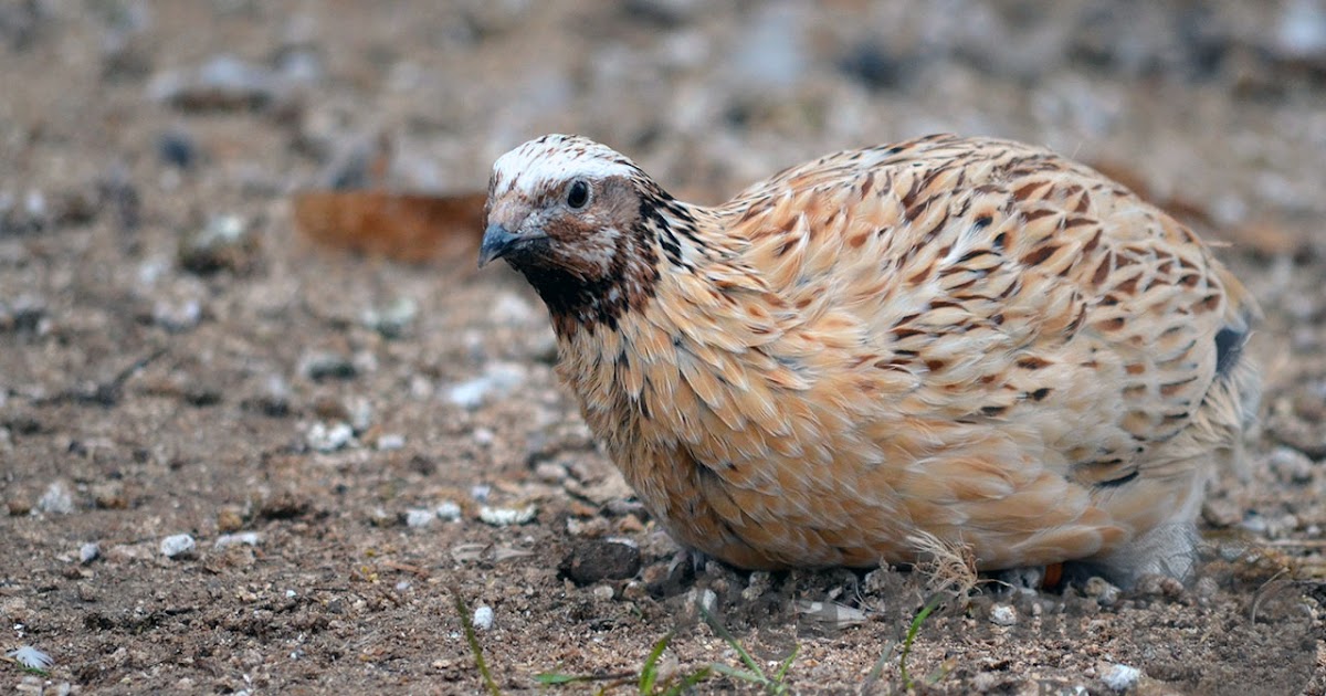 This photo of my Manchurian Coturnix Quail is just amazing!