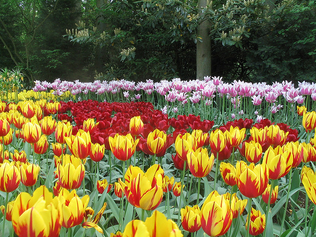 Keukenhof parco olanda