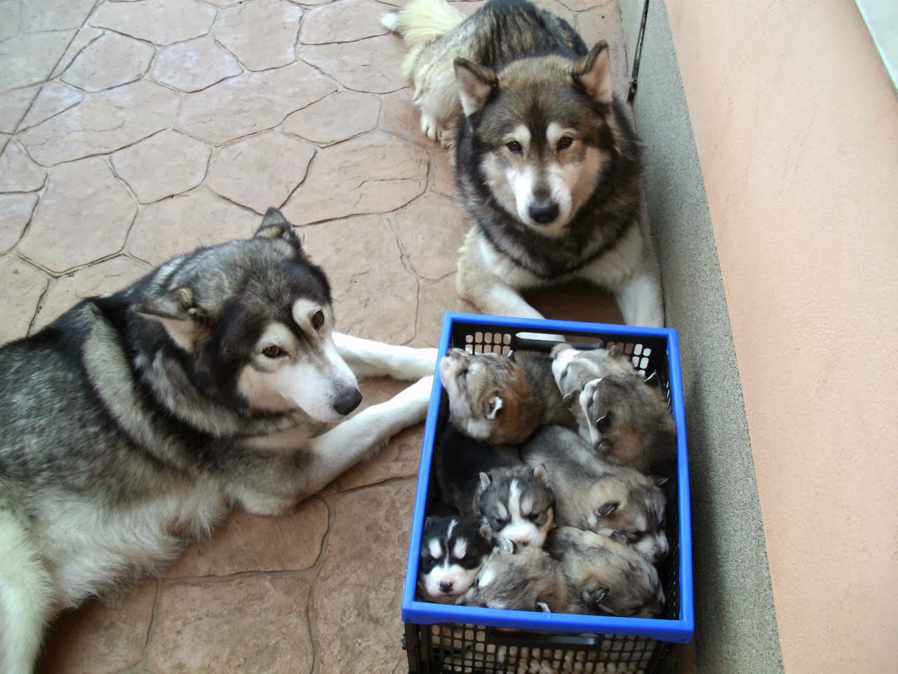 Cute dogs - part 11 (50 pics), mommy and daddy husky with their puppies