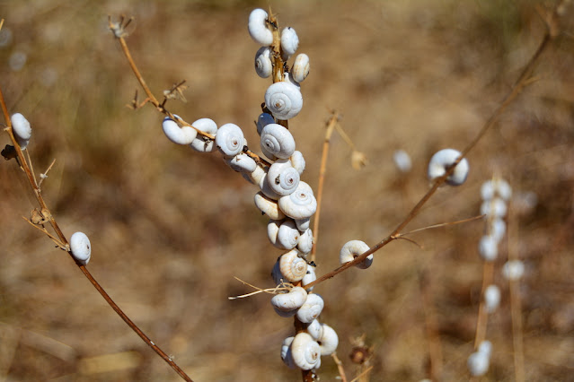 Xeropicta derbentina Xeropicta derbentina