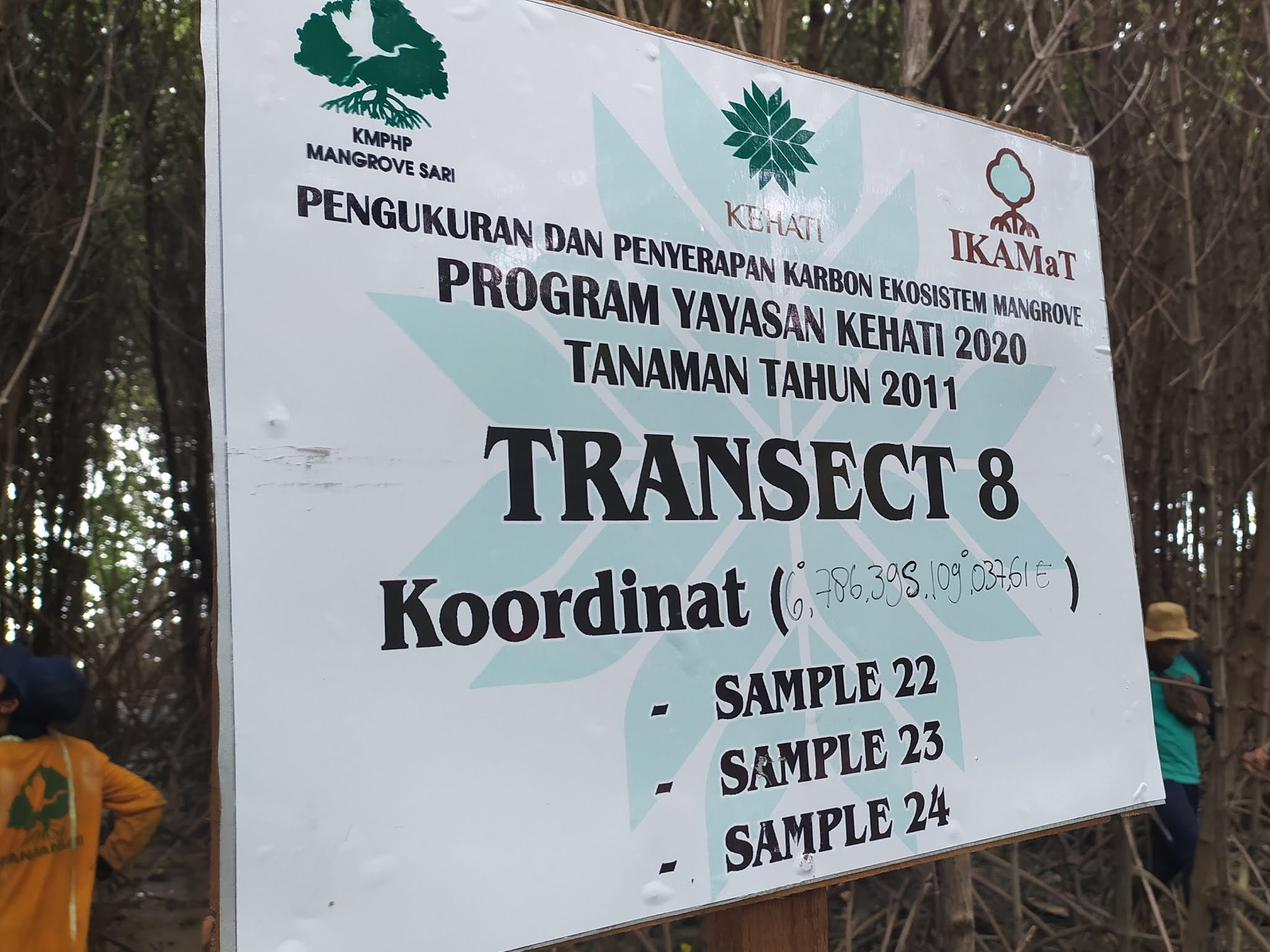 Jasa Konsultasi Rehabilitasi Ekosistem Mangrove