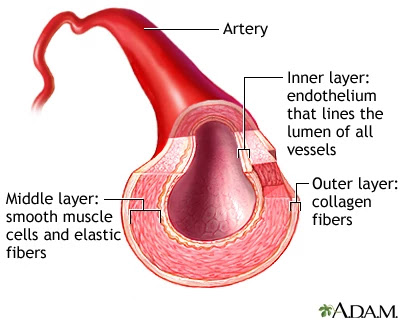 ￼ Artery