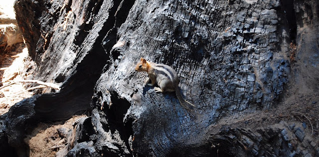 Callospermophilus lateralis Callospermophilus lateralis