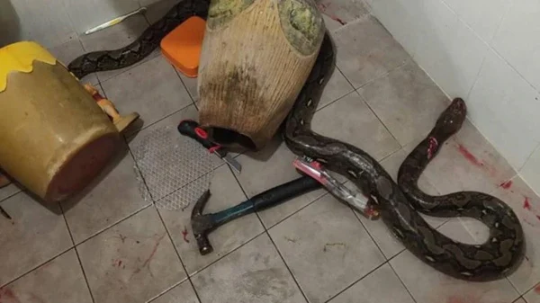 Bangkok, News, World, Injured, Woman, Snake, hospital, Son, Daughter, attack, Woman gets bitten by snake hiding inside toilet