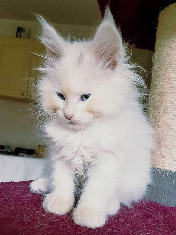 Chubby-cheeked white Maine kitten