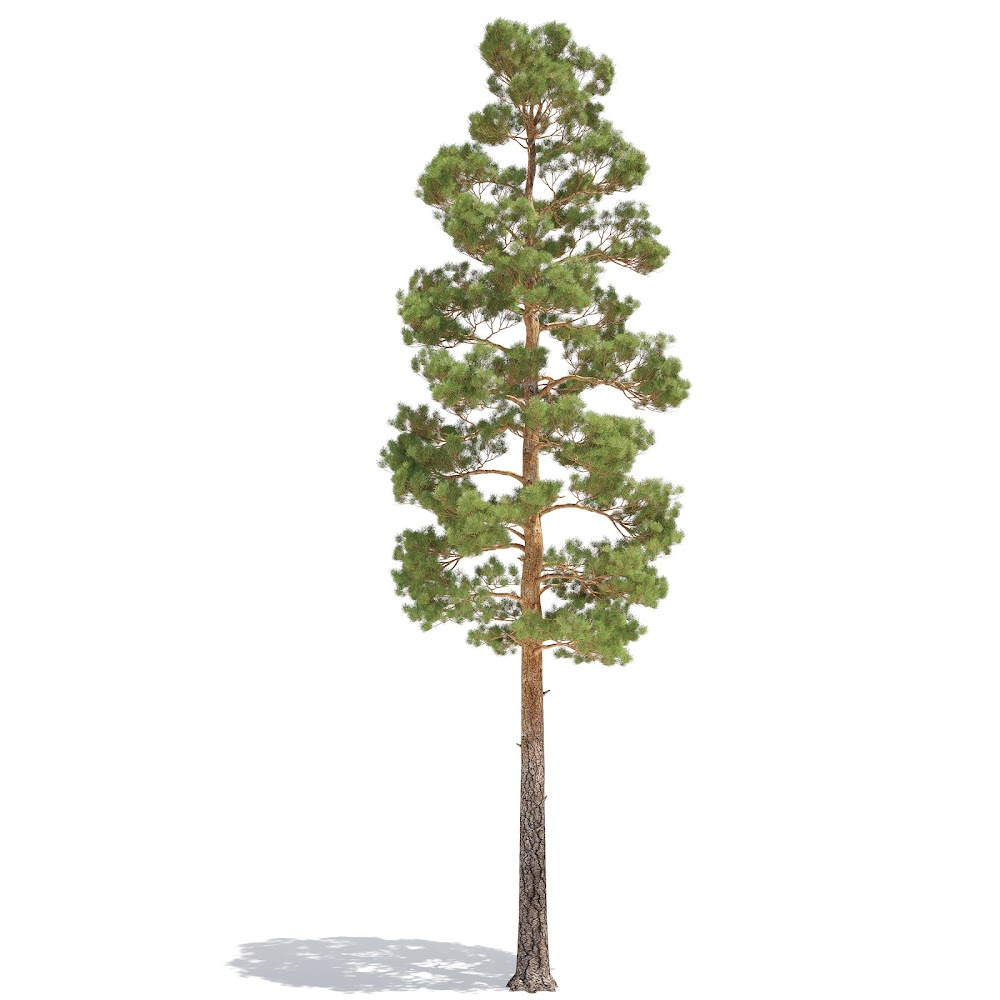 Pine 1 Low Poly Cg Vertex