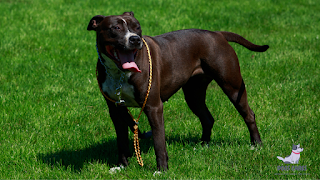 American Pit Bull Terrier