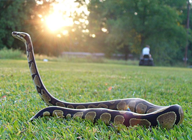 jungle life: ball python morphs snakes pics and wallpapers