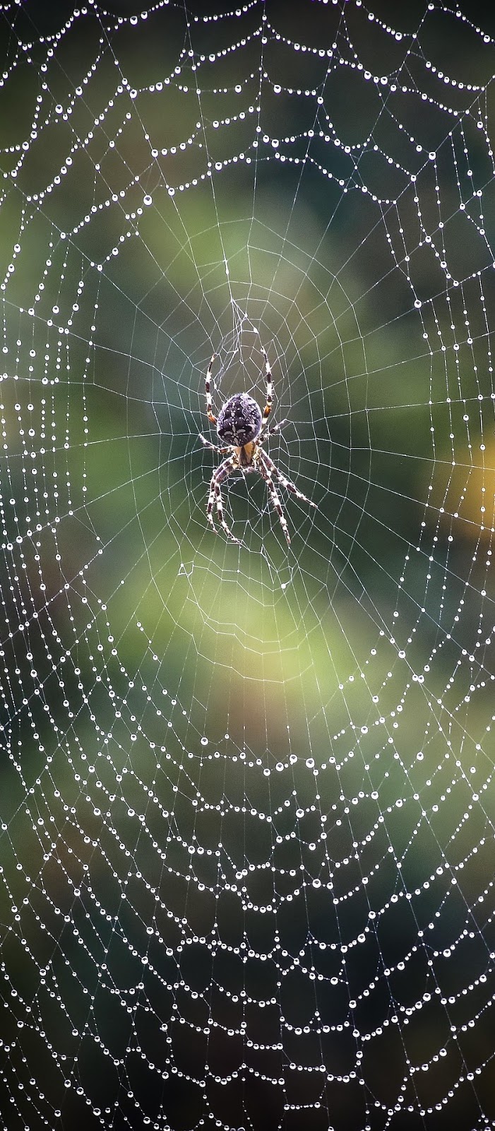 A garden orb spider on it's wet cobweb.