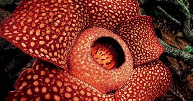 PERSEBARAN FLORA DAN FAUNA DI INDONESIA