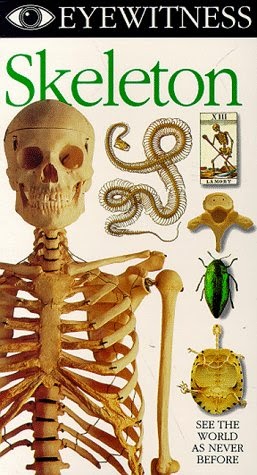 Campfires and Cleats: Skeletal System Unit Study ~ 7 Resources and