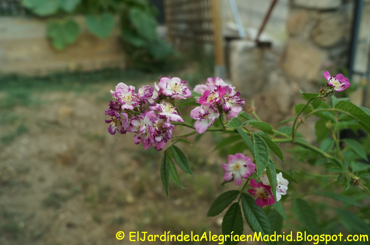 El jardín de la alegría : Las flores que se comen
