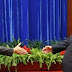 Détente Japón-China / Encuentro de Xi Junping y Shinzo Abe borra dos años de tensión