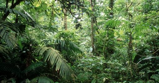 Aprende, Mira y practica: Clima Tropical Cálido Húmedo