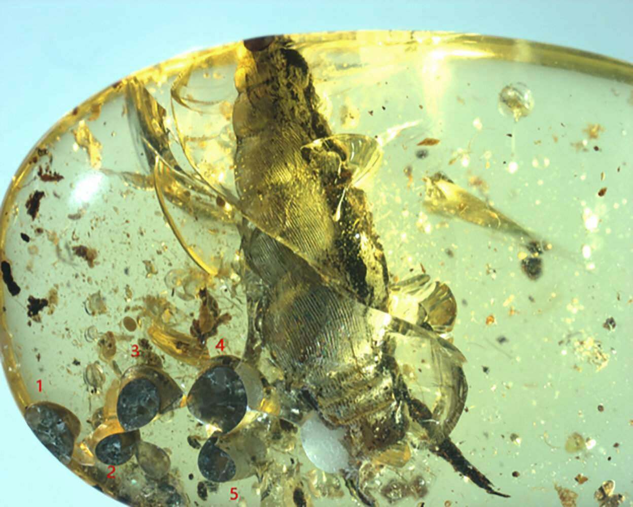 99MillionYearOld Snail Fossilized in Amber While Giving Birth