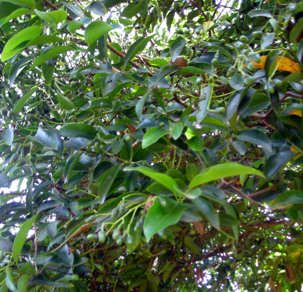 How to harvest cinnamon La Gringa's Blogicito