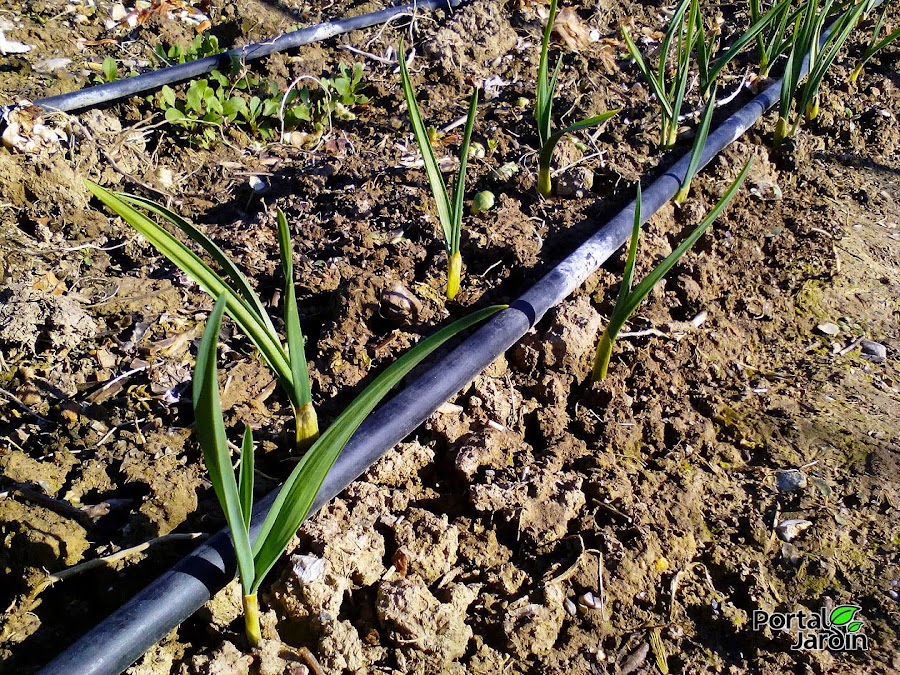 El huerto en febrero | Plantas