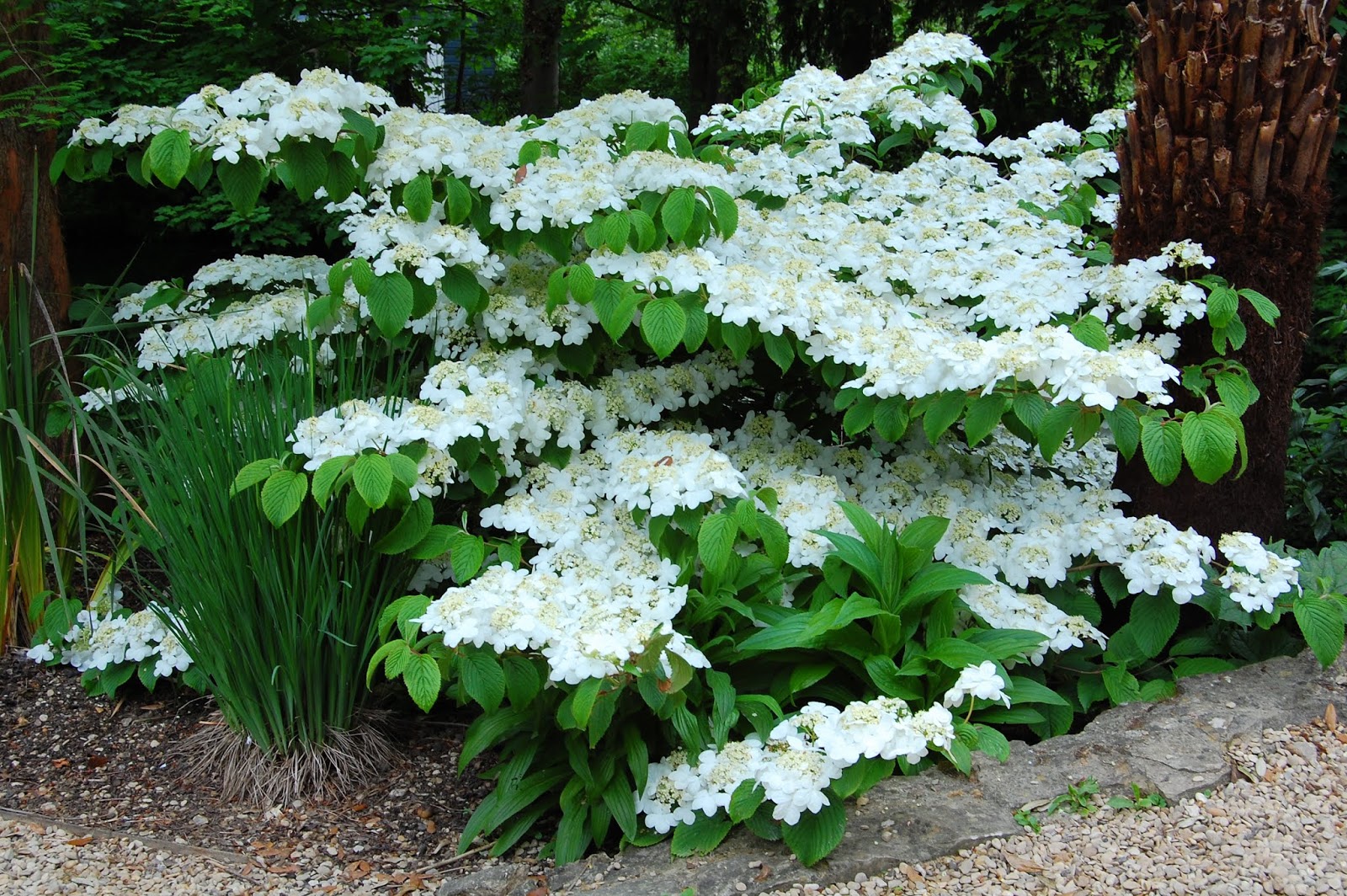 Astrid S Garden Design Viburnum