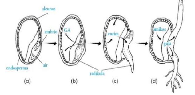 Gambar : Perkecambahan - https://www.nafiun.com Gambar : Perkecambahan - https://www.nafiun.com