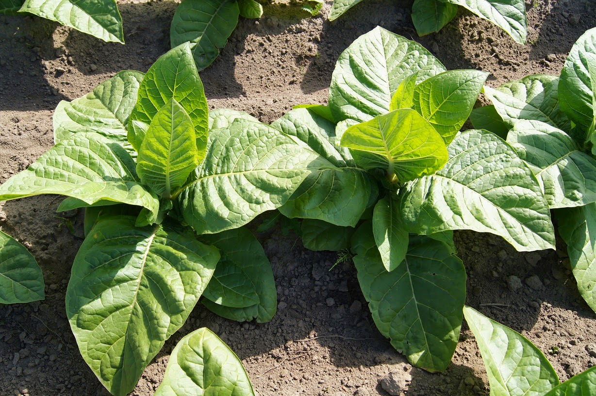 Miss Virginia Burley Virginia�s Leaf