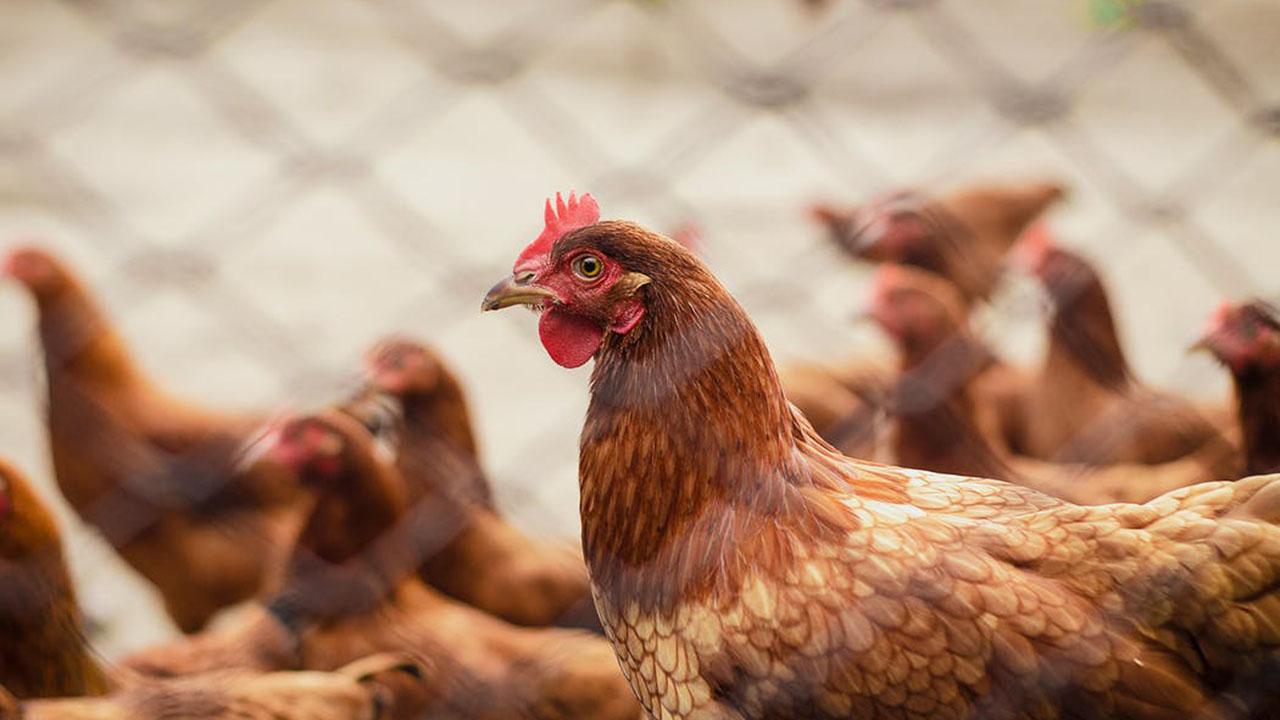 Memilih Telur Ayam Negeri dengan Cara Baik dan Benar Memilih Telur Ayam Negeri dengan Cara Baik dan Benar
