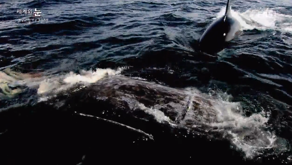 범고래 Vs혹등고래 | 인스티즈