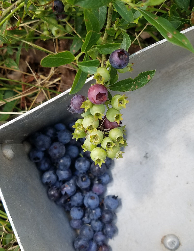 Maine Wild Blueberry Pie Fresh Eggs Daily® with Lisa Steele