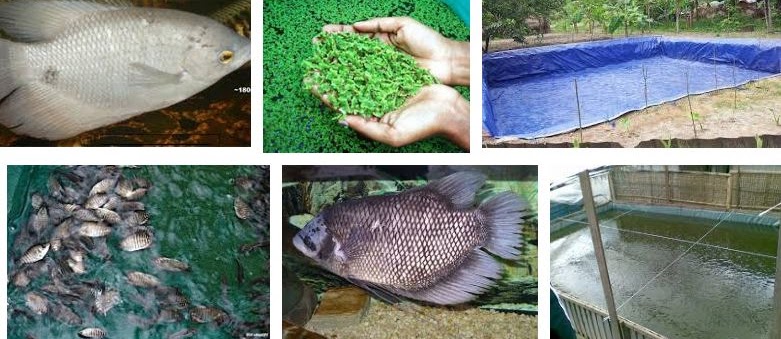 Teknik Beternak Ikan Gurame untuk Pemula Cepat Panen