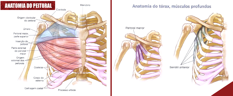 Anatomia Muscular - Peitoral Maior e Menor - Musculação bio Vida