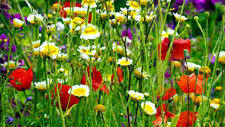 Kwiaty polne wzdłuż upraw rolnych