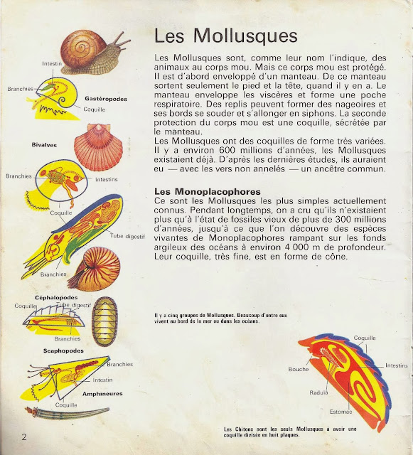 Leçons de choses: Mollusques et crustacés