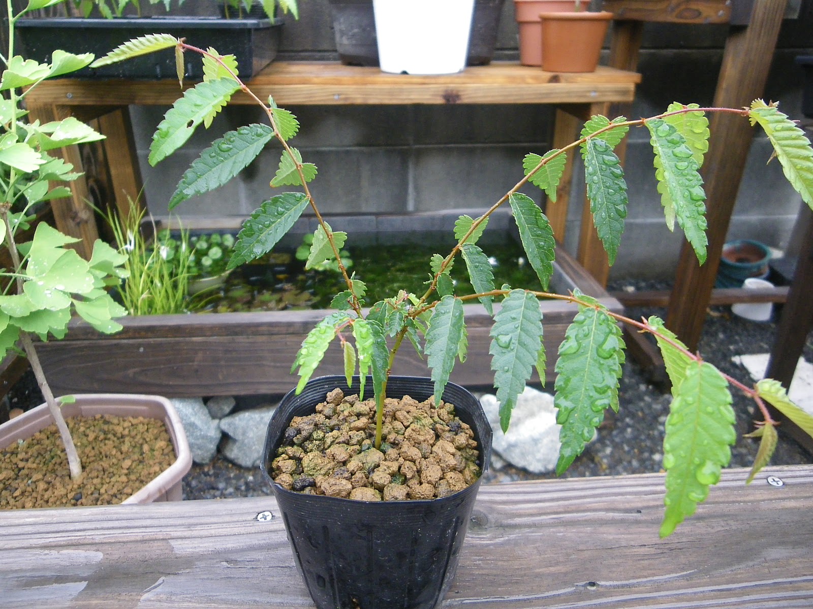 ケヤキのミニ盆栽の作り方 発芽 植え替え 剪定 メダカの大工