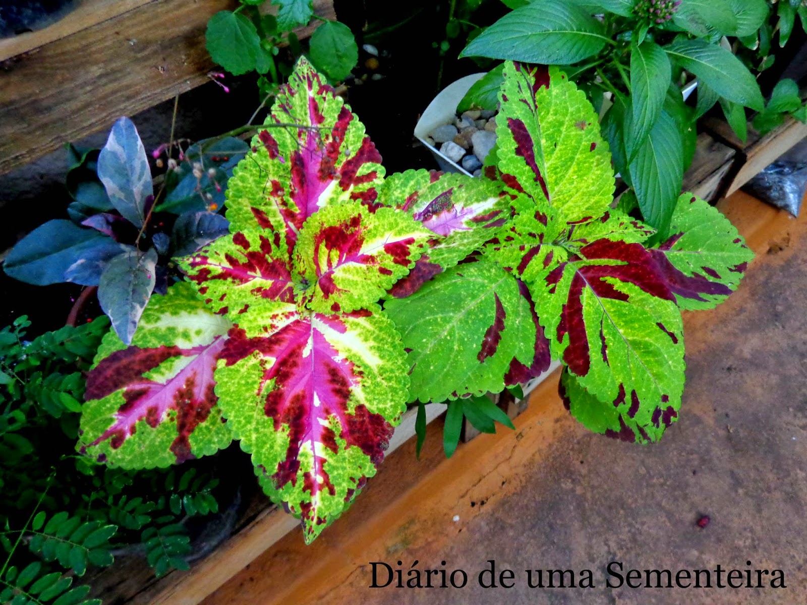 Diário de uma Sementeira: Sobre plantas híbridas e Coléus