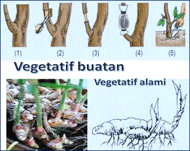 Mengerjakan Pr Perkembangbiakan Pada Tumbuhan
