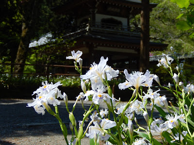 ��q���̃V���K