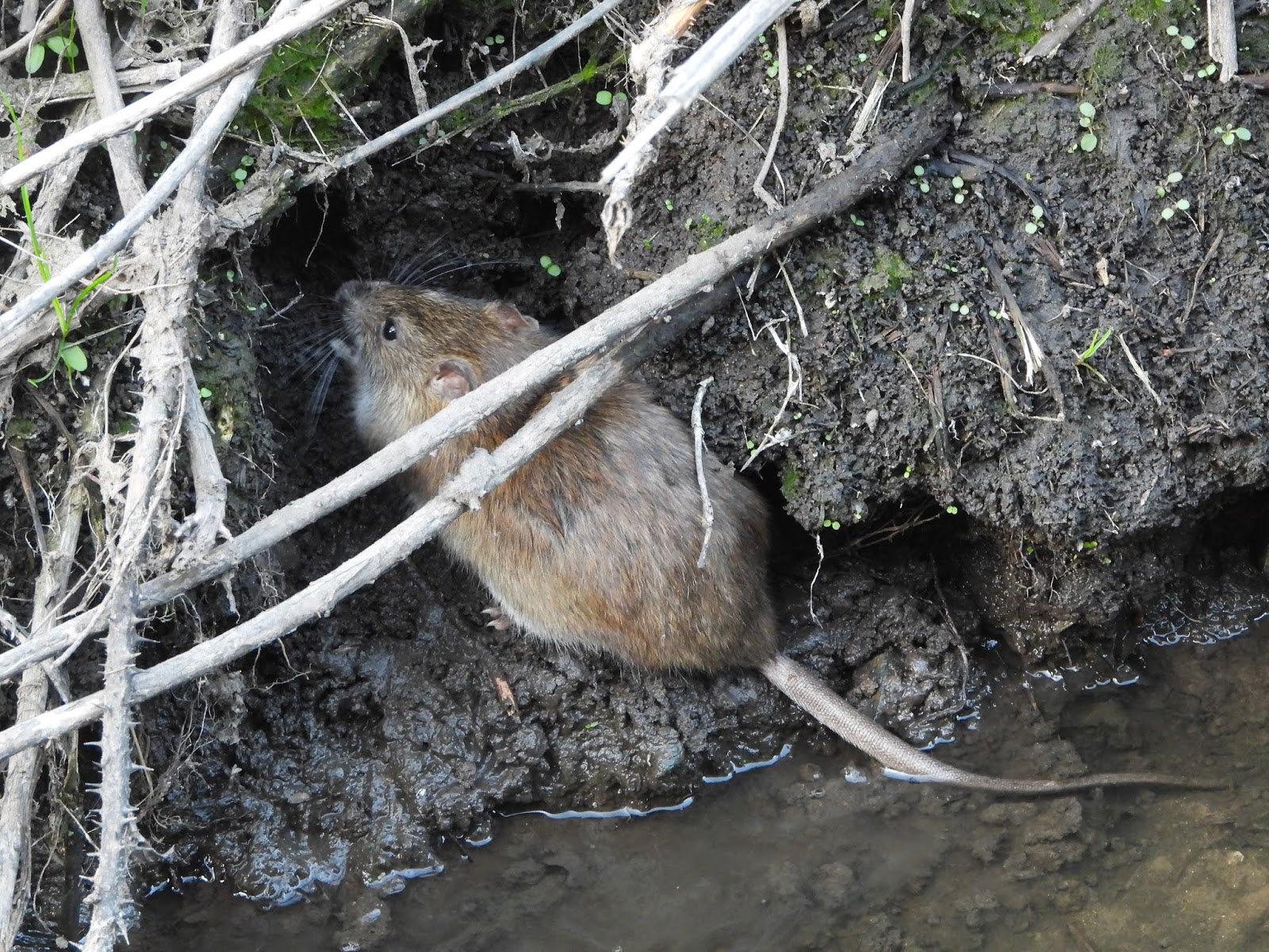 About a Brook Comparing Rats and Water Voles