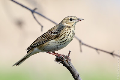 Лесной конек (Anthus trivialis)