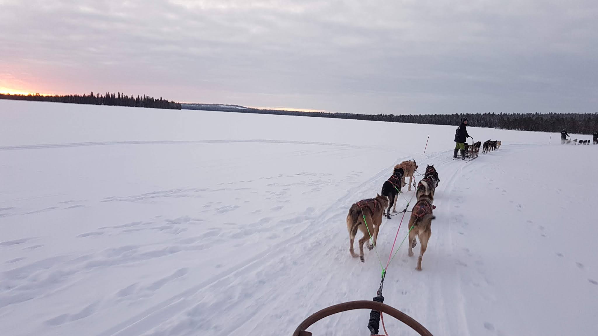 Adopting a rehomed husky? What, why, how? All you need to know before