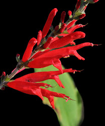 pineapple hawaiian sage wayward hummingbird