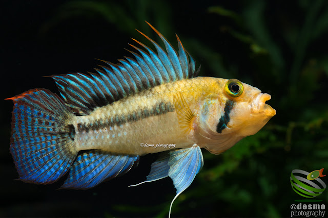 Apistogramma cf. norberti