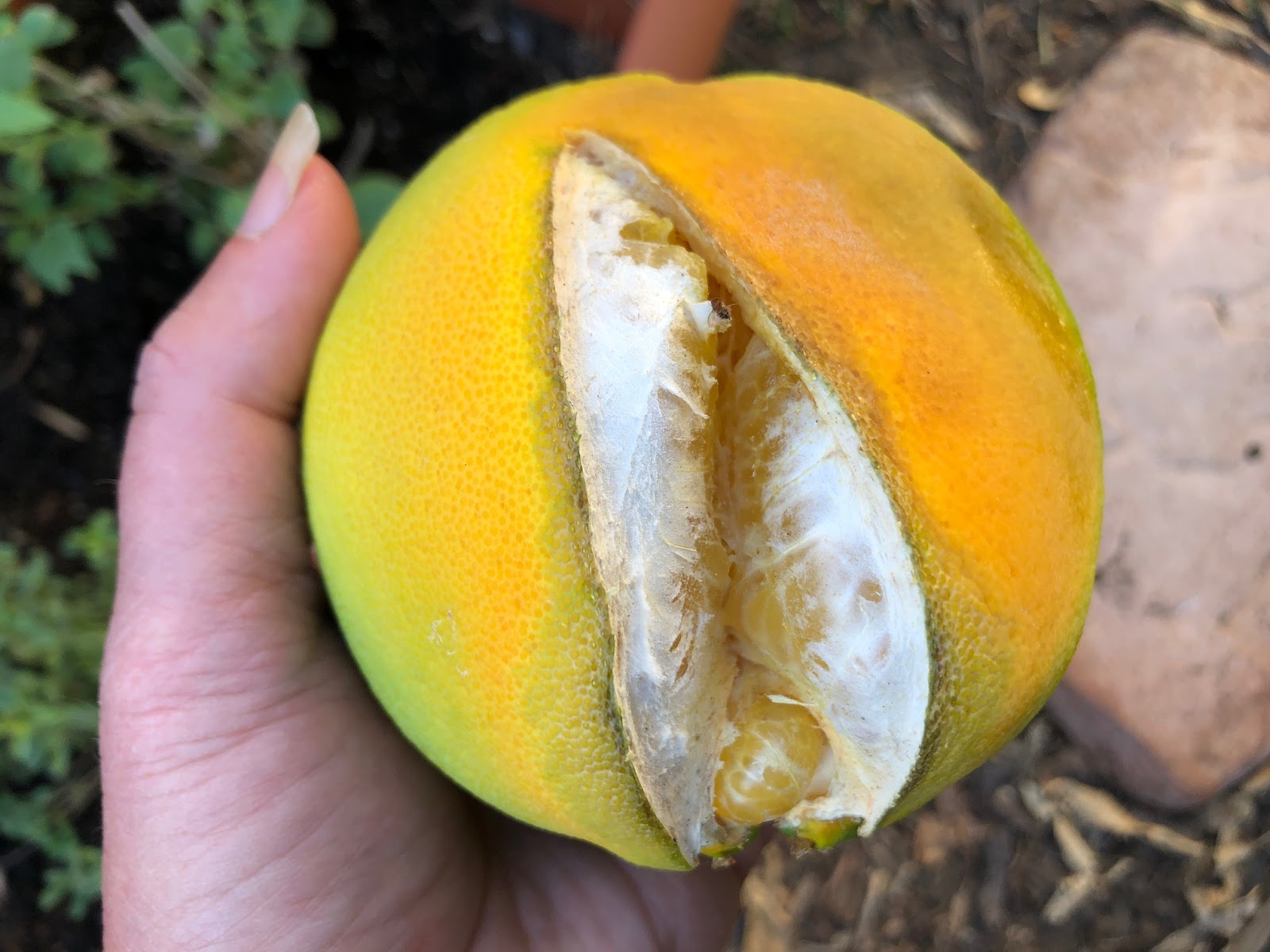 When your oranges are splitting