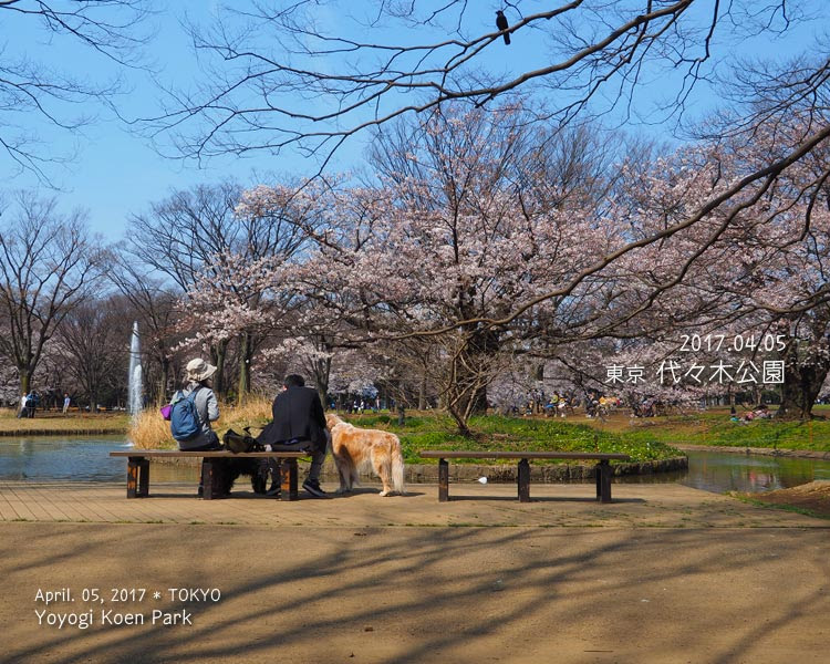 代々木公園の桜