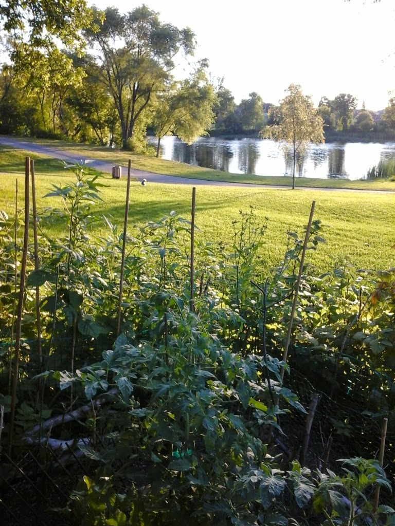 Sandy Hill Community Garden